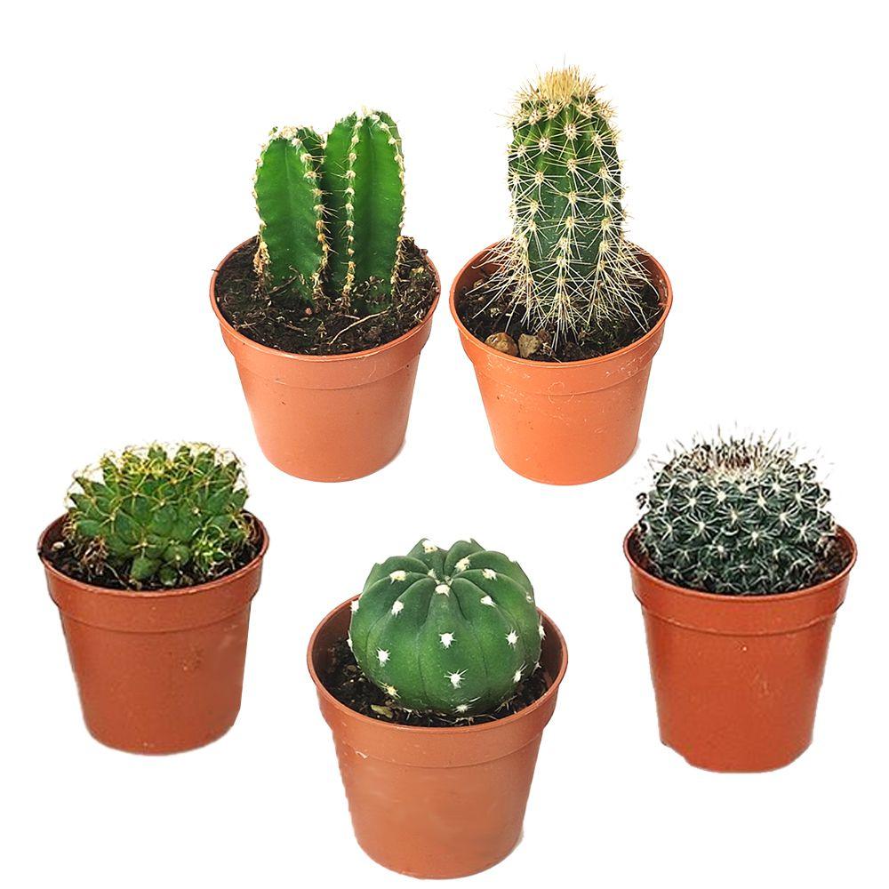Cactus and Succulent Indoor Plant 10-15cm - THE GARDEN CENTRE