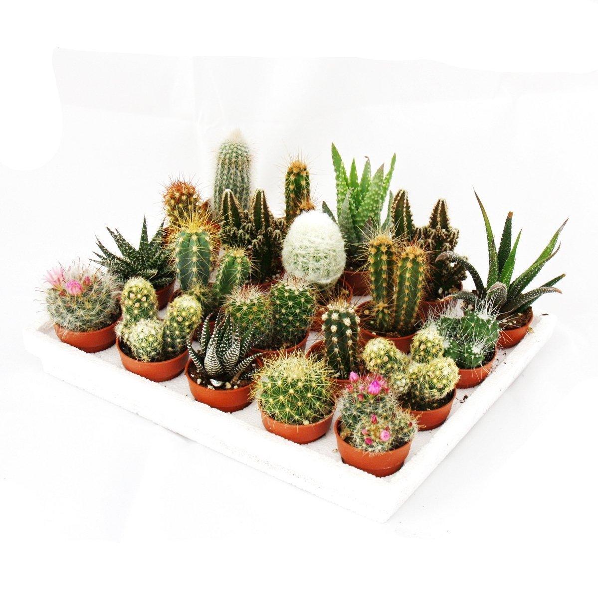 Cactus and Succulent Indoor Plant 10-15cm - THE GARDEN CENTRE