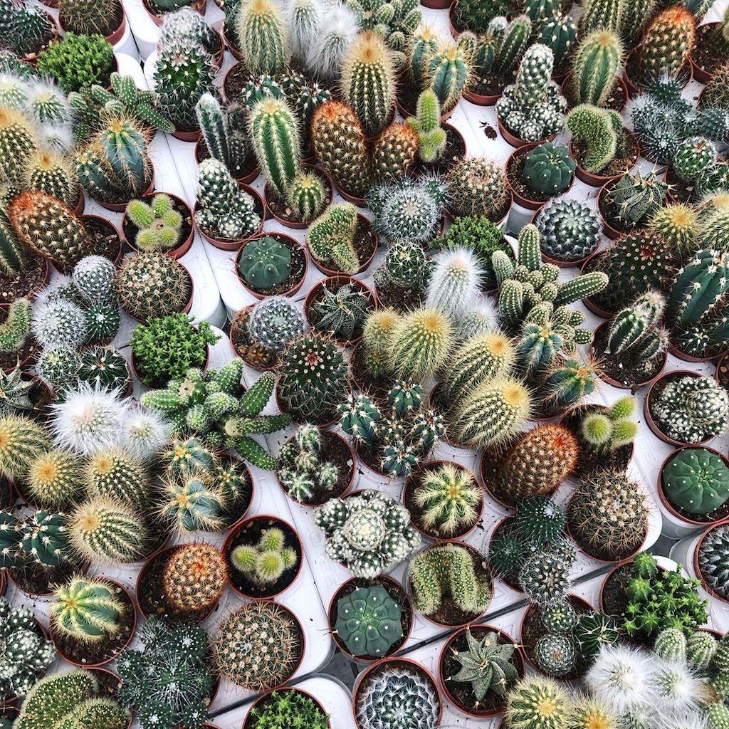 Cactus and Succulent Indoor Plant 10-15cm - THE GARDEN CENTRE