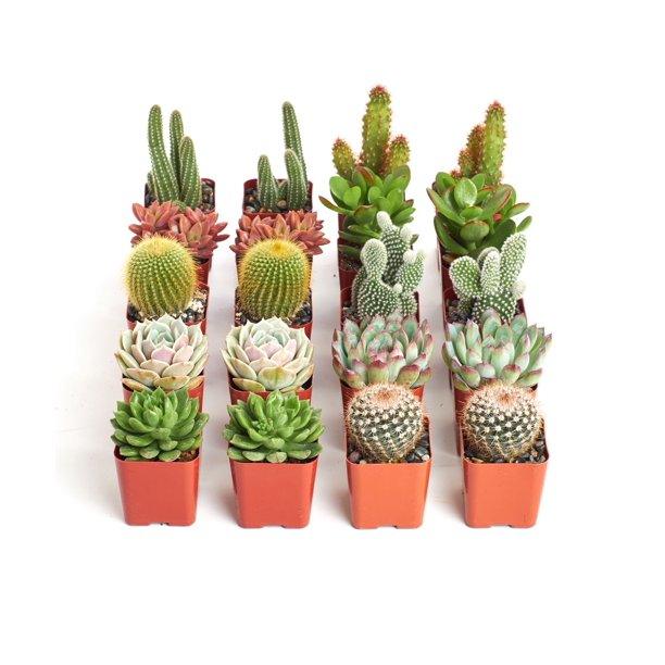 Cactus and Succulent Indoor Plant 10-15cm - THE GARDEN CENTRE