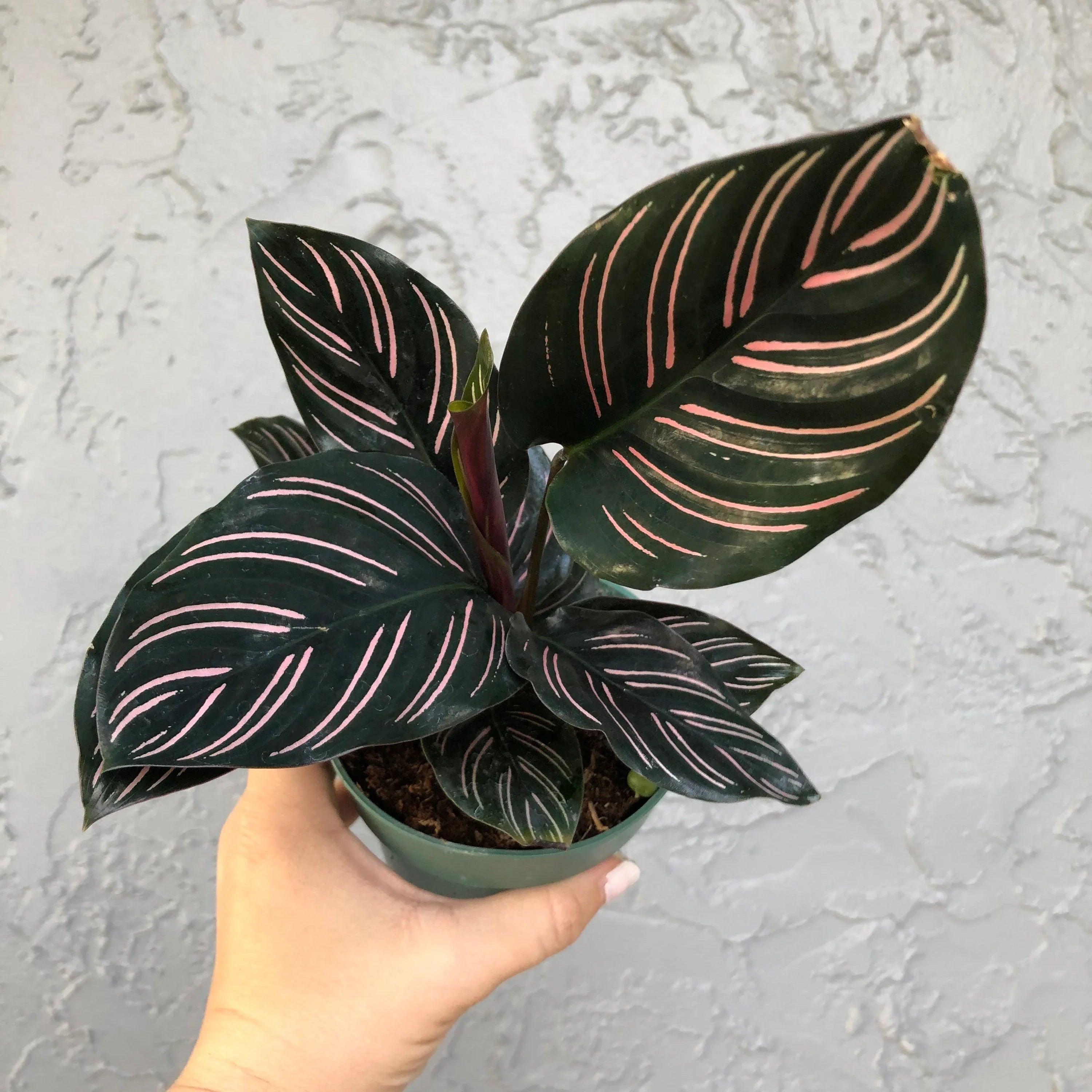 Calathea Collections - THE GARDEN CENTRE