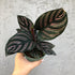 Calathea Collections - THE GARDEN CENTRE