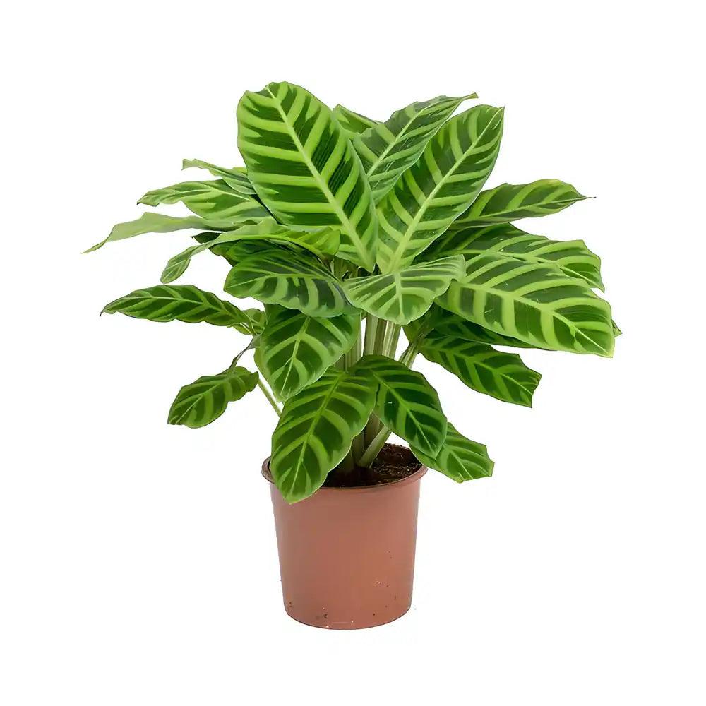 Calathea Collections - THE GARDEN CENTRE