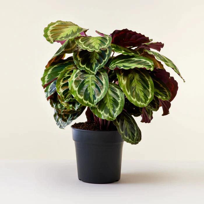 Calathea Collections - THE GARDEN CENTRE