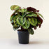 Calathea Collections - THE GARDEN CENTRE