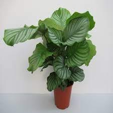Calathea Collections - THE GARDEN CENTRE
