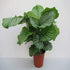 Calathea Collections - THE GARDEN CENTRE