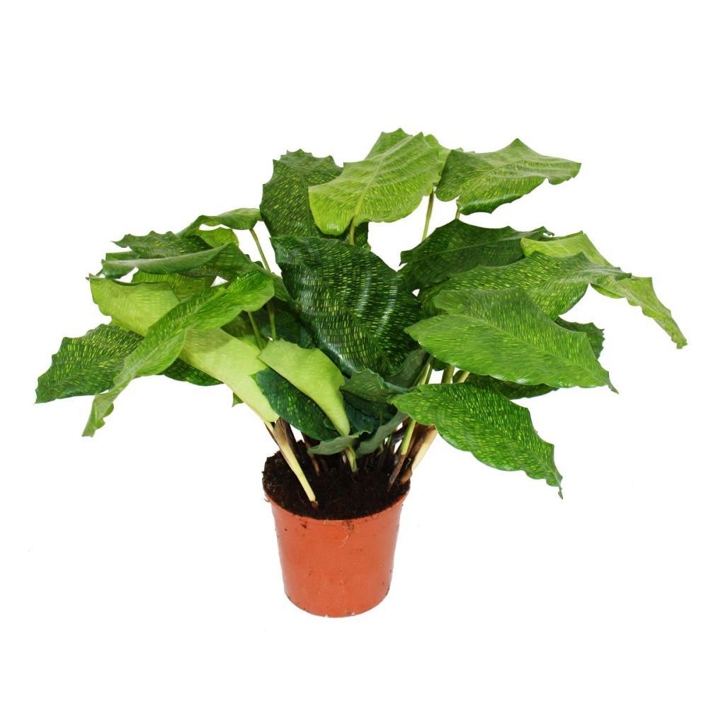 Calathea Collections - THE GARDEN CENTRE