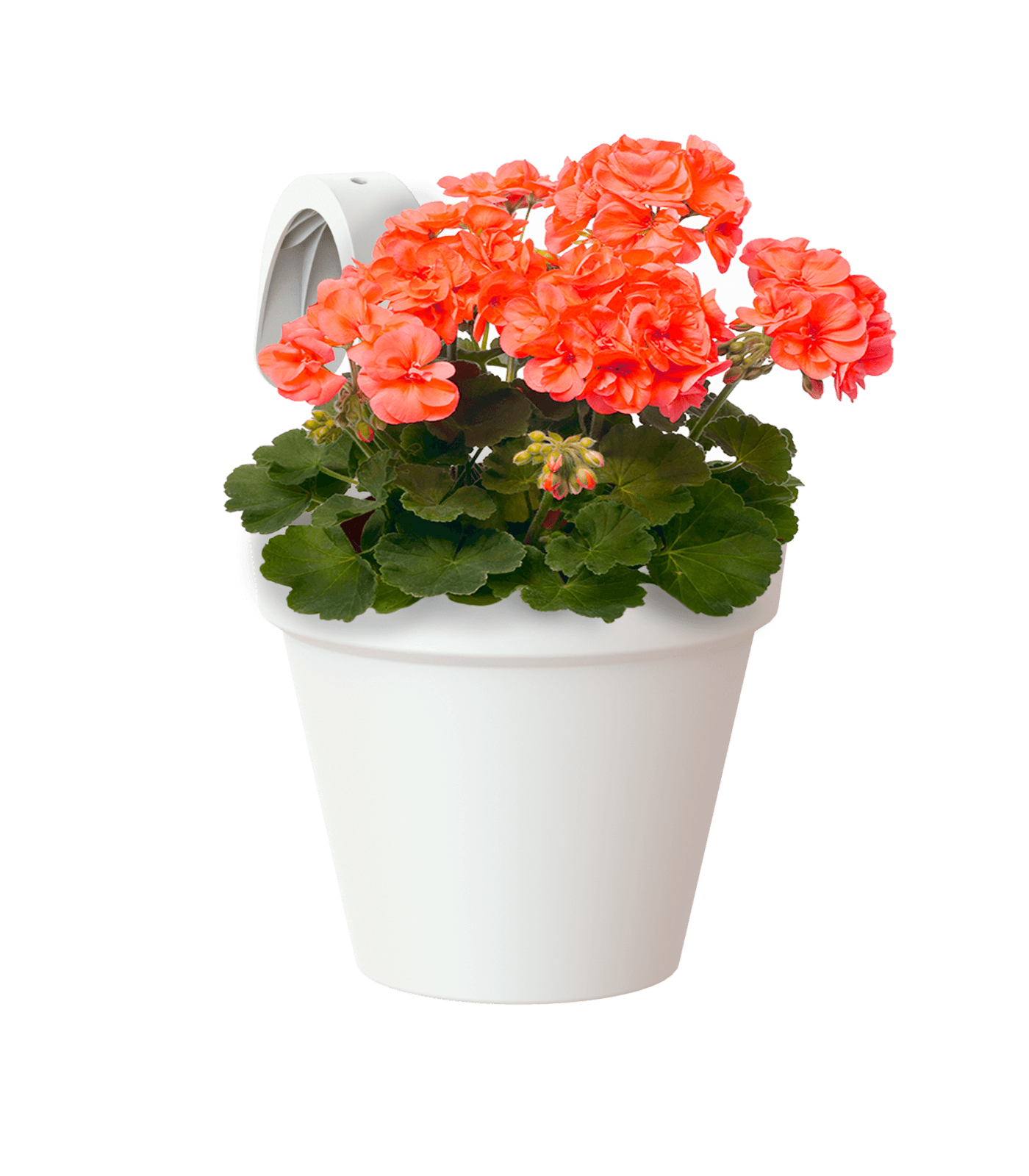 Capri balcony pot single - THE GARDEN CENTRE