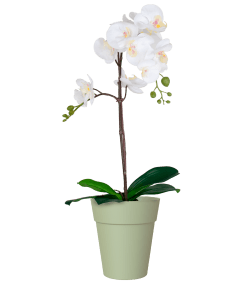 Capri Orchid Pot with Orchid Gift Combo (4plants with pots) - THE GARDEN CENTRE