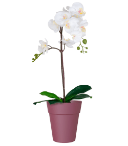 Capri Orchid Pot with Orchid Gift Combo (4plants with pots) - THE GARDEN CENTRE