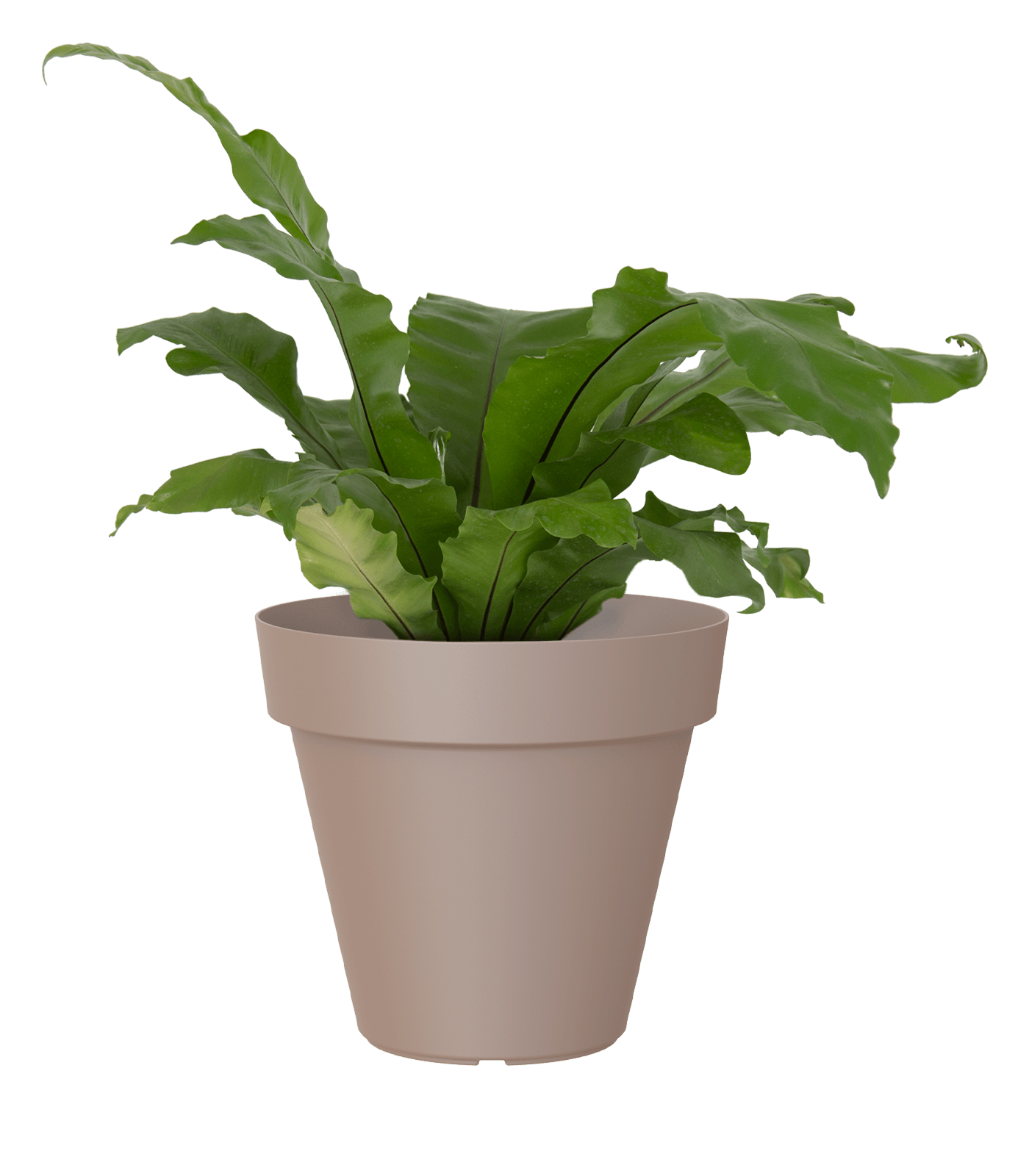 Capri pot with saucer - THE GARDEN CENTRE