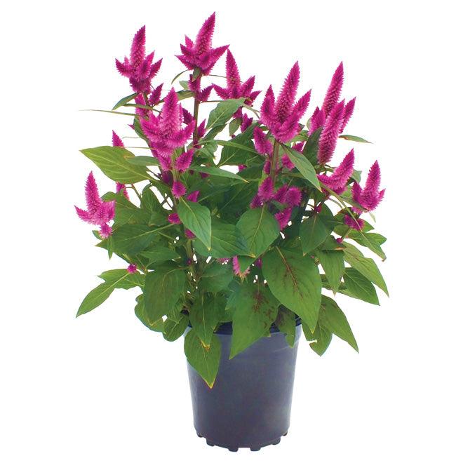 Celosia - THE GARDEN CENTRE