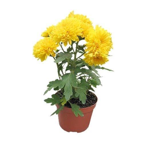 Chrysanthemum Plant - THE GARDEN CENTRE