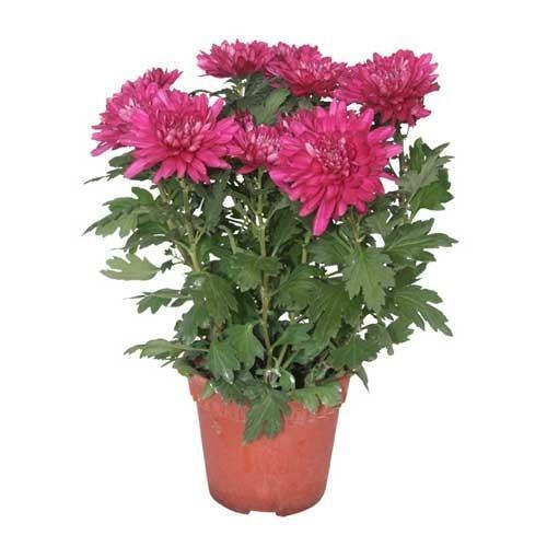 Chrysanthemum Plant - THE GARDEN CENTRE