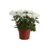 Chrysanthemum Plant - THE GARDEN CENTRE