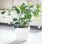 Clado Classic Pot - THE GARDEN CENTRE