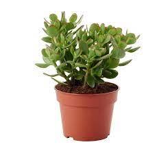 Crassula ovata mixed plant 20-30cm tall (Jade plant) - THE GARDEN CENTRE