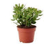 Crassula ovata mixed plant 20-30cm tall (Jade plant) - THE GARDEN CENTRE