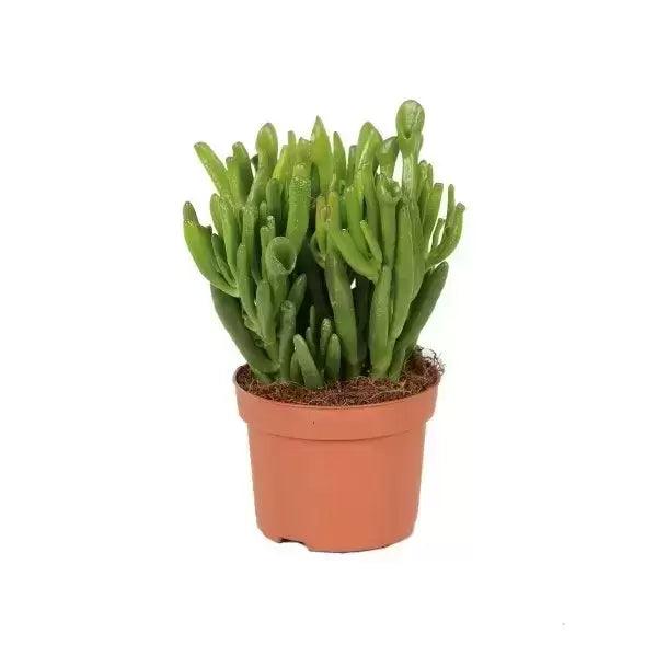 Crassula ovata mixed plant 20-30cm tall (Jade plant) - THE GARDEN CENTRE