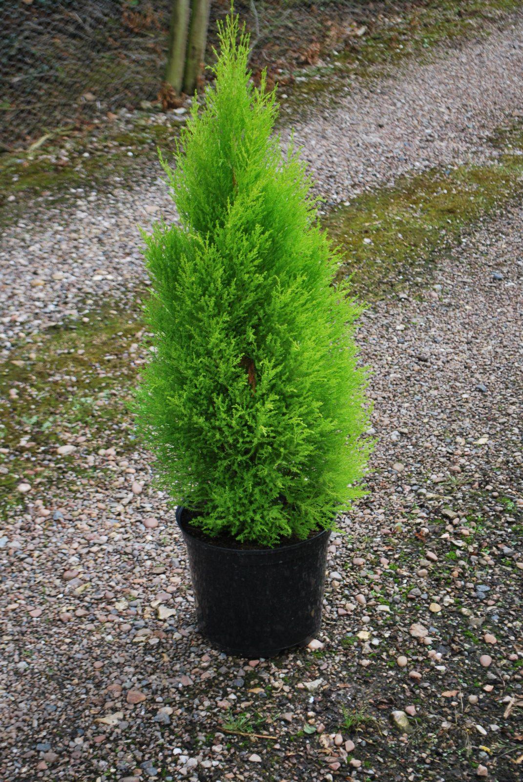 Cupressus Gold - THE GARDEN CENTRE