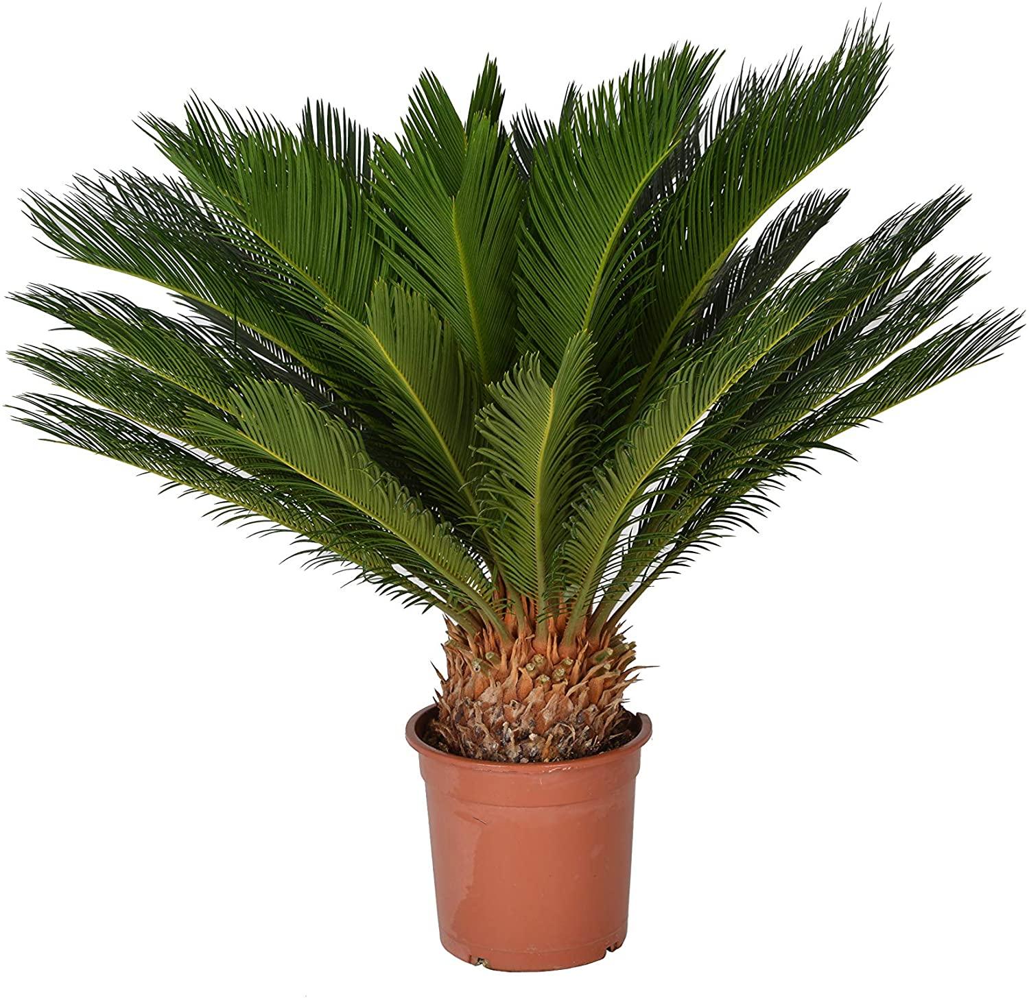 Cycas Revoluta - THE GARDEN CENTRE