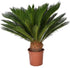 Cycas Revoluta - THE GARDEN CENTRE