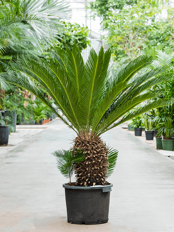 Cycas Revoluta - THE GARDEN CENTRE