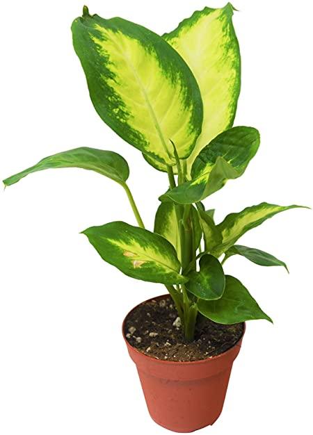 Dieffenbachia Plant (Dumb canes) - THE GARDEN CENTRE