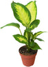 Dieffenbachia Plant (Dumb canes) - THE GARDEN CENTRE