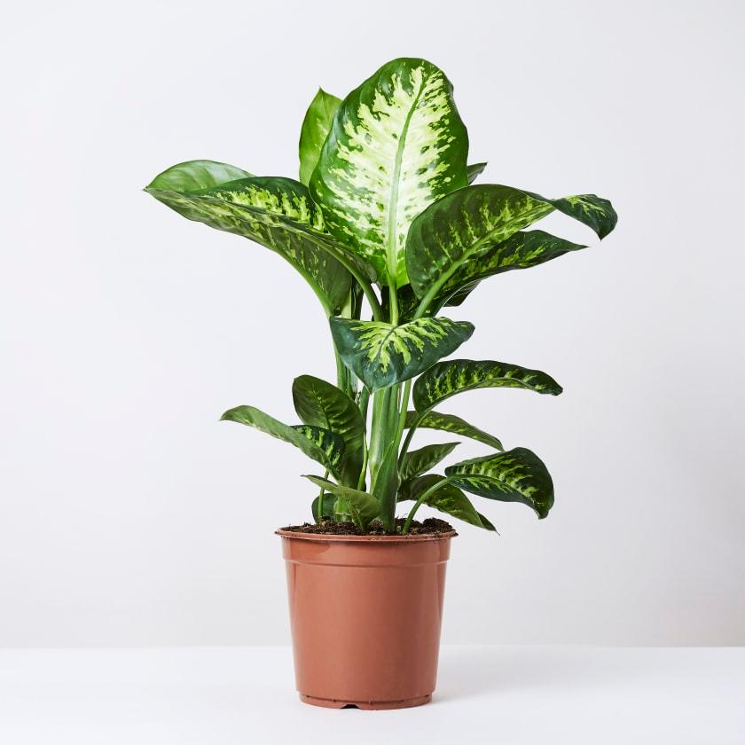 Dieffenbachia Plant (Dumb canes) - THE GARDEN CENTRE