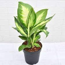 Dieffenbachia Plant (Dumb canes) - THE GARDEN CENTRE