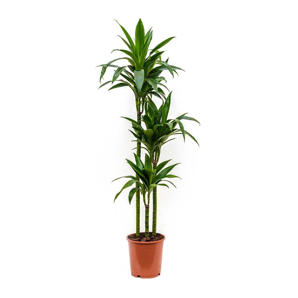 Dracaena Janet Craig - THE GARDEN CENTRE