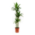 Dracaena Janet Craig - THE GARDEN CENTRE