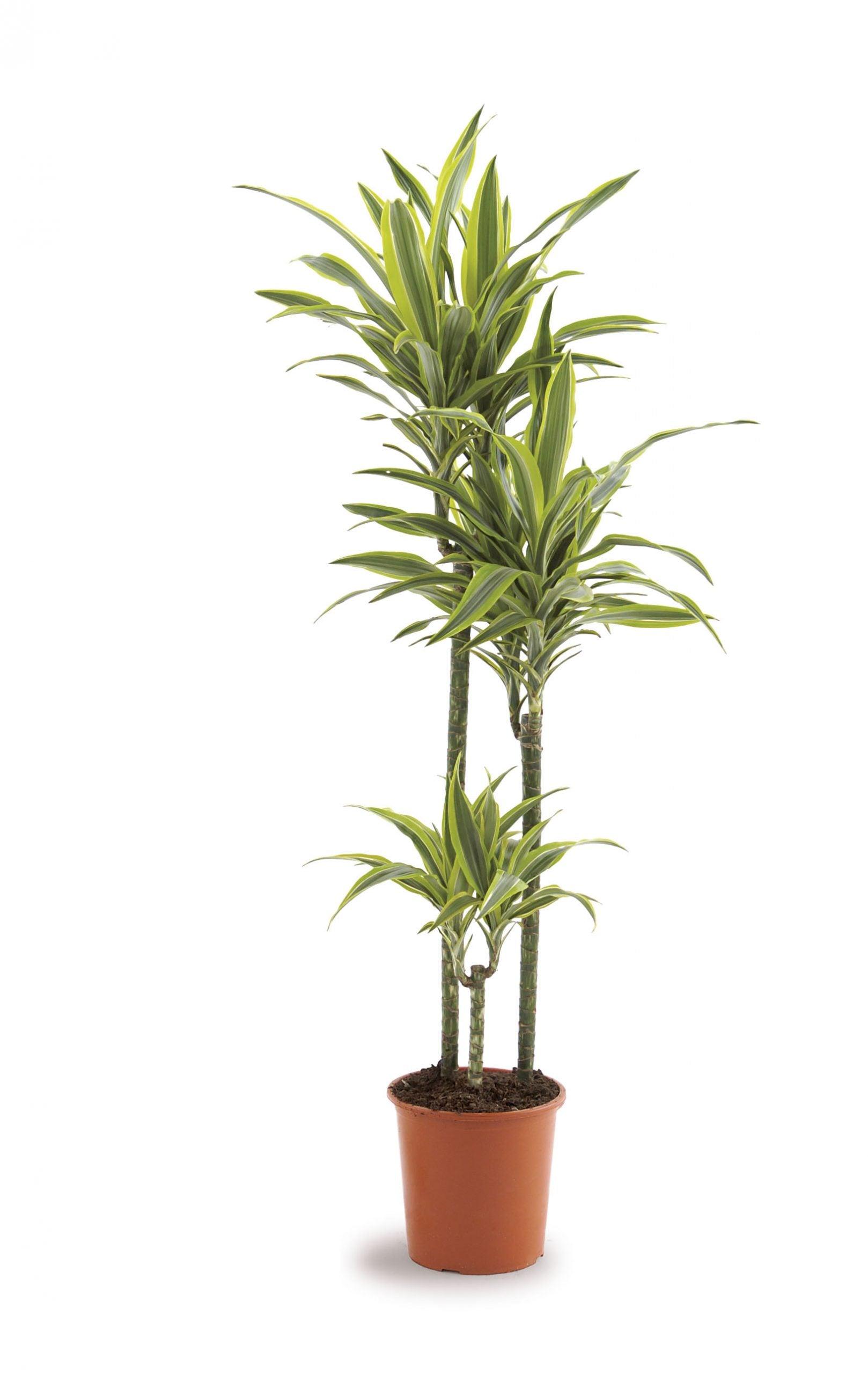 Dracaena Lemon Lime Plant - THE GARDEN CENTRE