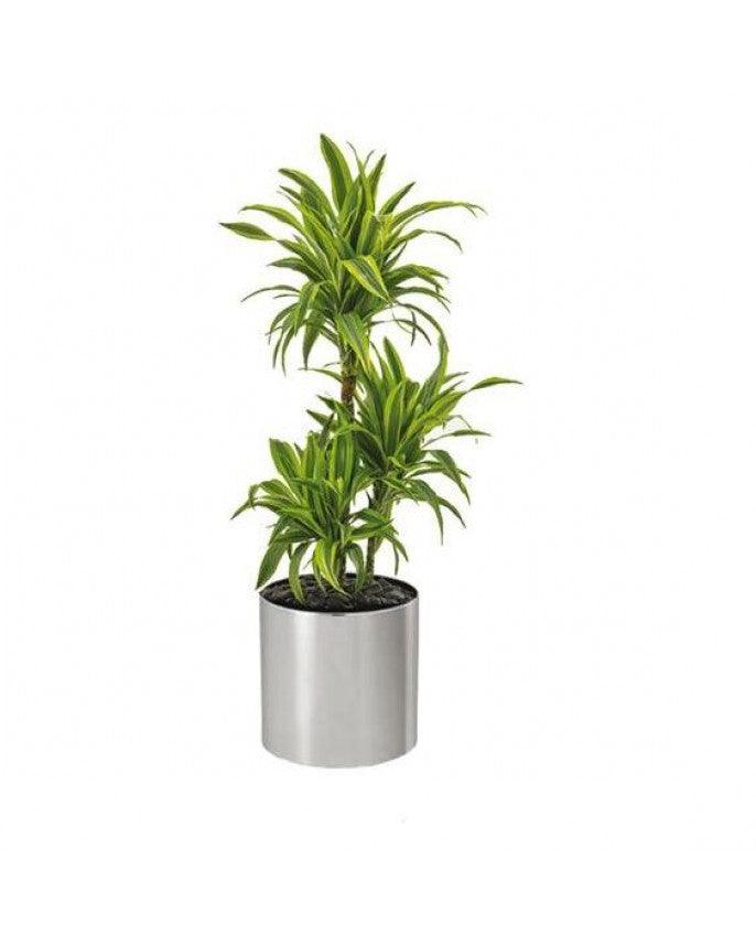 Dracaena Lemon Lime Plant - THE GARDEN CENTRE