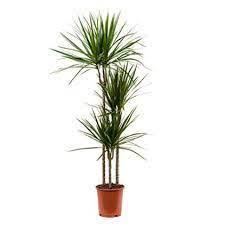 Dracaena Margineta 3pp 110cm high - THE GARDEN CENTRE