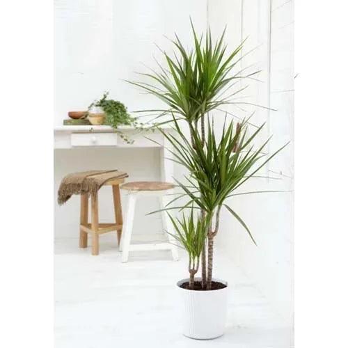 Dracaena Margineta 3pp 110cm high - THE GARDEN CENTRE
