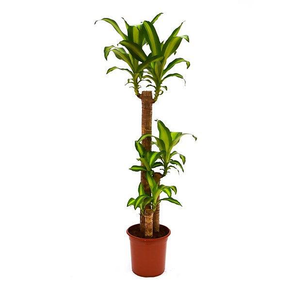 indoor dracaena massangeana Dracaena Massangeana Plant 120cm high – THE GARDEN CENTRE