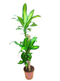Dracaena Massangeana Plant 120cm high - THE GARDEN CENTRE