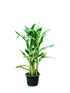 Dracaena sanderiana - THE GARDEN CENTRE