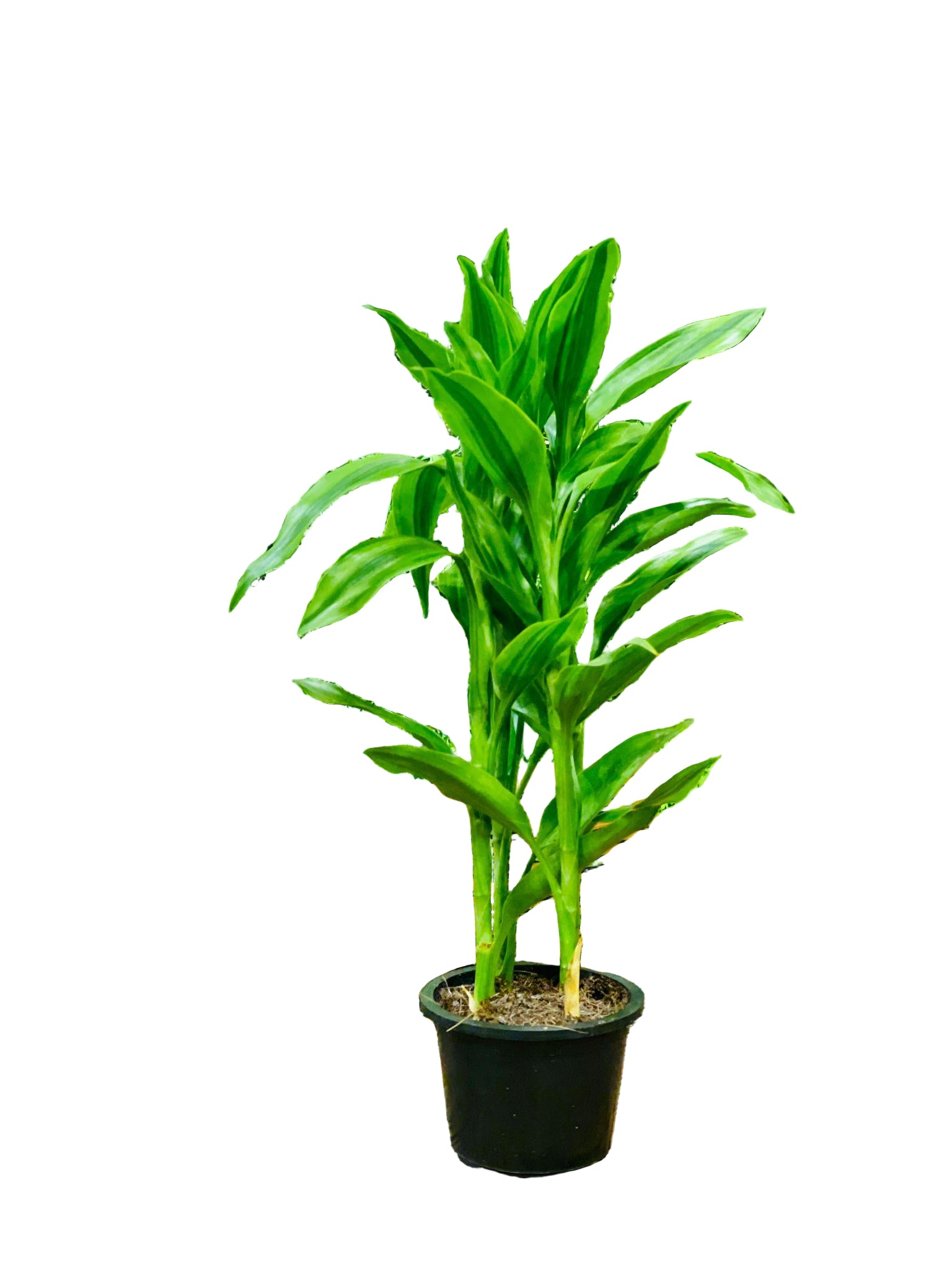 Dracaena sanderiana - THE GARDEN CENTRE