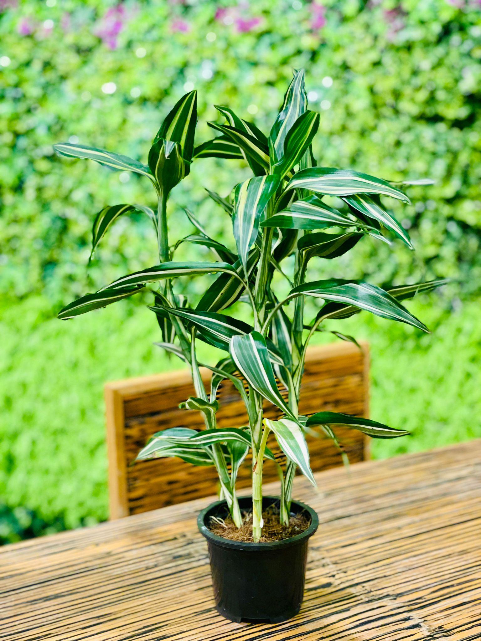 Dracaena sanderiana - THE GARDEN CENTRE