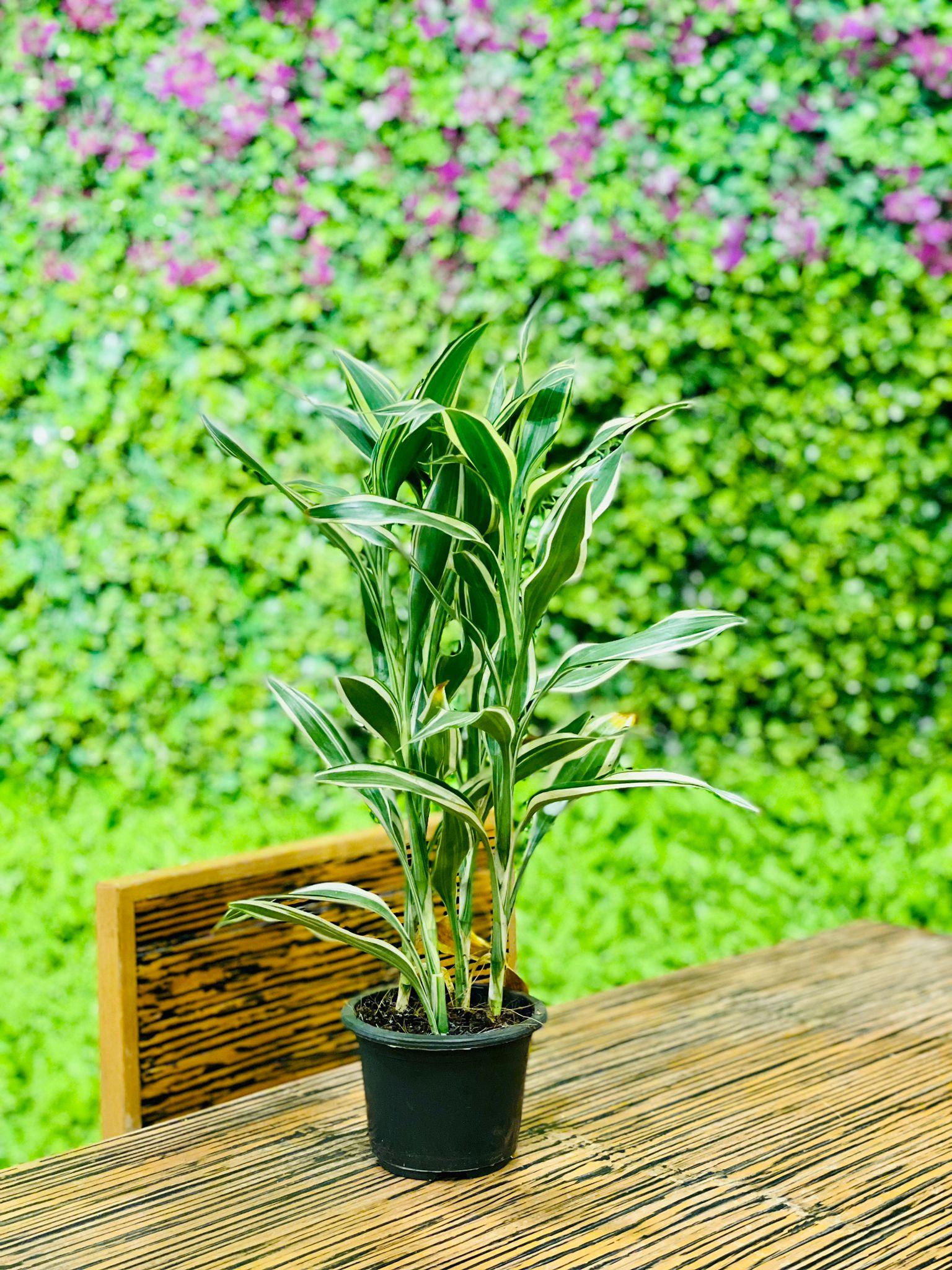 Dracaena sanderiana - THE GARDEN CENTRE