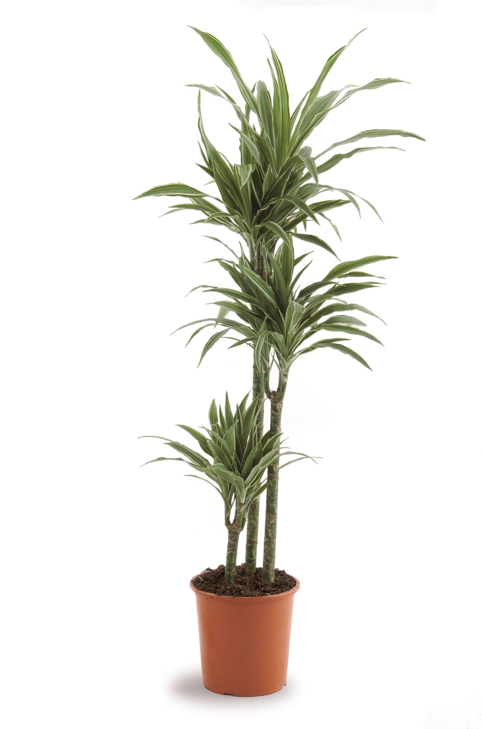 Dracaena Warneckii Plant - THE GARDEN CENTRE