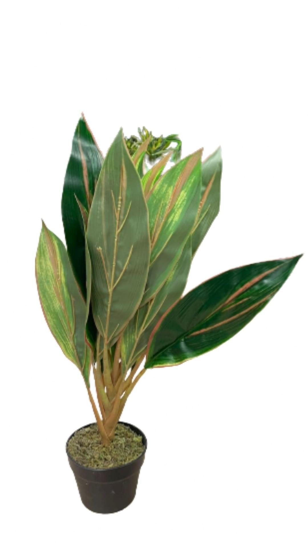 Dracena green red - THE GARDEN CENTRE