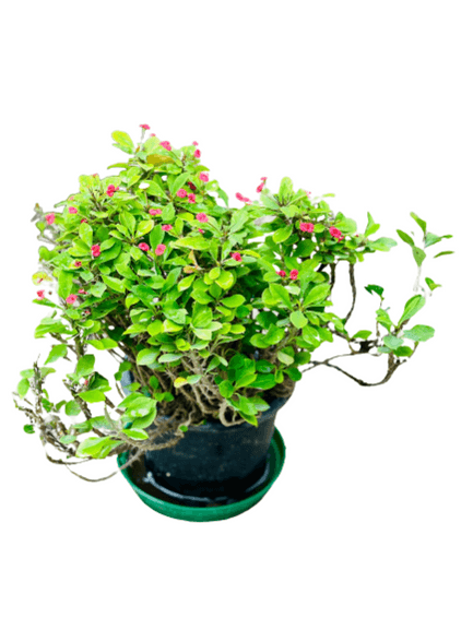 Euphorbia - THE GARDEN CENTRE