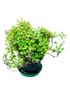 Euphorbia - THE GARDEN CENTRE