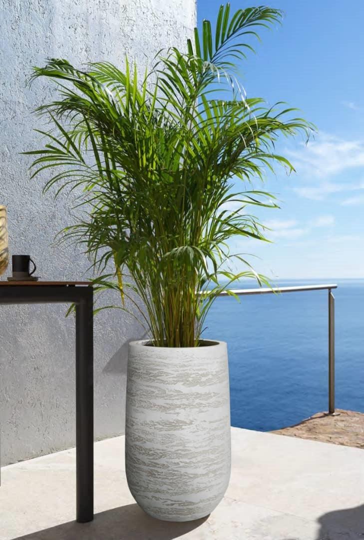 cache palm plant Fibre clay Junar with Areca Palm Plant – THE GARDEN CENTRE