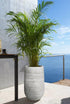 Fibre clay Junar with Areca Palm Plant - THE GARDEN CENTRE